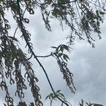 Acer cissifolium Folha