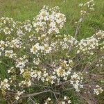 Crambe tataria Цветок