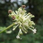 Psychotria altimontana