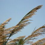 Arundo micrantha Blodyn