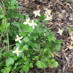 Clematis lasiantha Habit