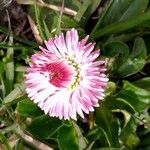 Bellis sylvestrisFlower