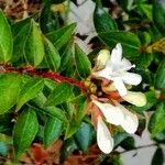 Abelia × grandiflora (Rovelli ex André) RehderBlomst