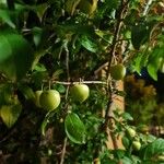 Prunus cerasifera Froito