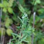 Eupatorium hyssopifolium 叶