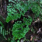 Adiantum poiretii Хабит
