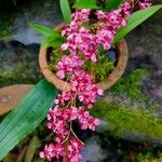 Oncidium baueri Çiçek