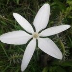 Milla biflora Λουλούδι