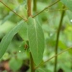 Euphorbia dulcis Leaf