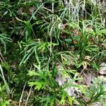 Diphasiastrum complanatum Likasa