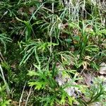 Lycopodium complanatum Blad