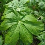 Podophyllum peltatum Fulla