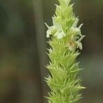 Rostraria cristata Blüte