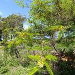 Vachellia macracantha Flor