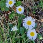 Bellis sylvestrisFlower