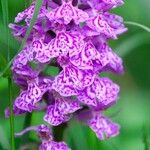 Dactylorhiza maculataVirág