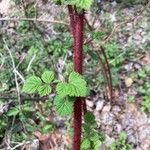 Rubus phoenicolasius Likasa