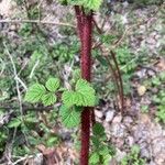 Rubus phoenicolasius Blatt