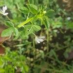 Cleome rutidosperma Blatt