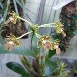 Dendrobium bifalce Flower