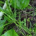 Carex tenera Hoja