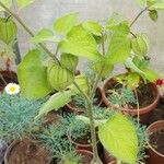 Physalis peruviana 葉