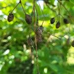 Chionanthus virginicus Fruit