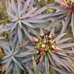 Euphorbia piscatoria Цветок