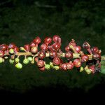 Isertia spiciformis Fruit