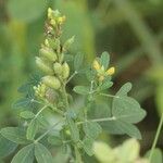 Crotalaria goreensis Frukt