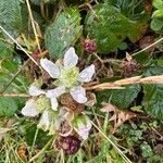 Rubus scaberFlor