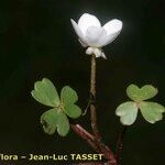 Ranunculus ololeucos Otro