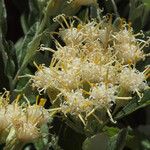 Luina hypoleuca Flower