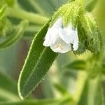 Echium decaisnei Floare