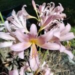 Lycoris squamigeraFlower