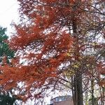 Taxodium distichum Yeri