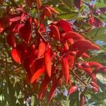 Erythrina crista-galli Fruto
