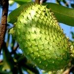 Annona muricata 果實