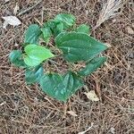 Smilax tamnoides Leaf