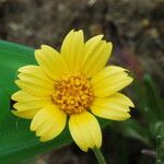 Monolopia lanceolata Flower