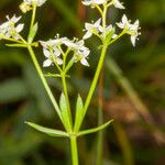 Galium anisophyllon Flower