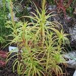Dracophyllum secundum Yeri