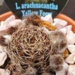 Lobivia arachnacantha Ліст