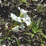 Arabis procurrens Leaf