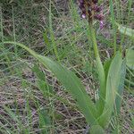 Orchis purpurea Хабит