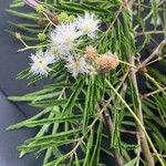 Acacia angustissima Flower