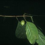 Siparuna decipiens Meyve