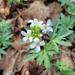 Cardamine concatenataফুল