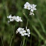 Cardamine pratensis花