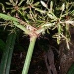 Cyperus costaricensis Corteza